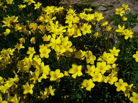 A flowering clump of Linum flavum.