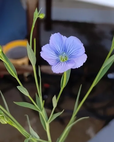Blue flower and slender leafy stems of Linum usitatissimum.