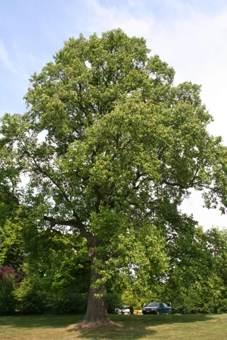 Mature tree of Liriodendron tulipifera in leaf.