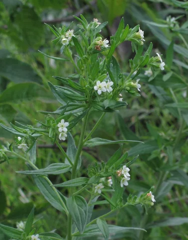 Leafy flowering stems of Lithospermum officinale.