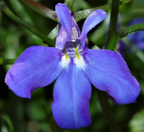 Blue flower of Lobelia erinus.