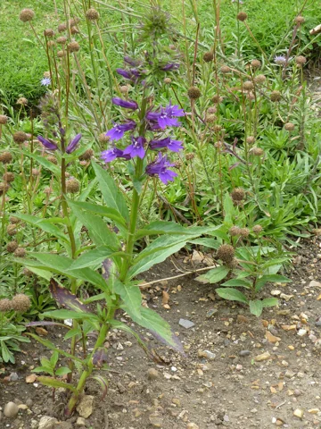 Flowering Lobelia x gerardii at Cambridge University Botanic Garden.