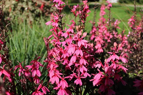 Flowering Lobelia x speciosa 'Fan Salmon'.