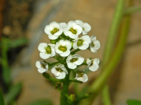 Small white flowers of Lobularia maritima.