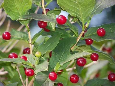 Red fruits and leafy branches of Lonicera alpigena.
