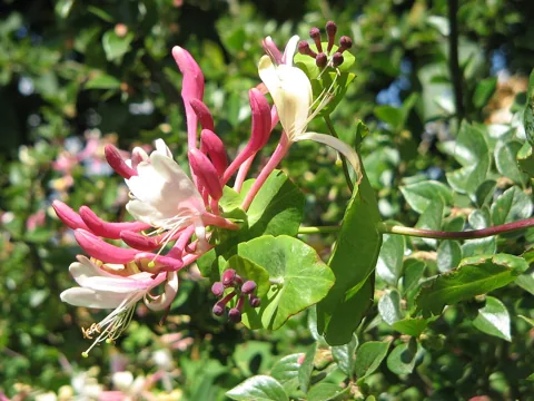 Tubular flowers and leafy stems of Lonicera caprifolium.