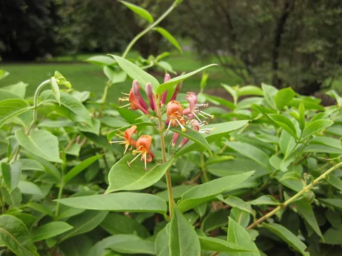 Flowers and foliage of Lonicera henryi.