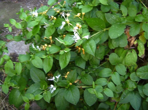 Lonicera japonica in flower.