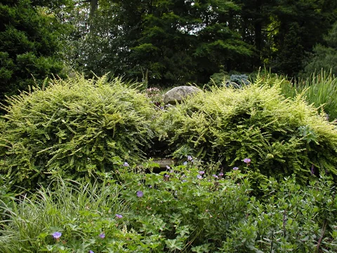 Pruned shrubs of Lonicera nitida 'Baggesen’s Gold'.