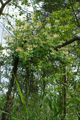 The growth habit of Lonicera periclymenum.