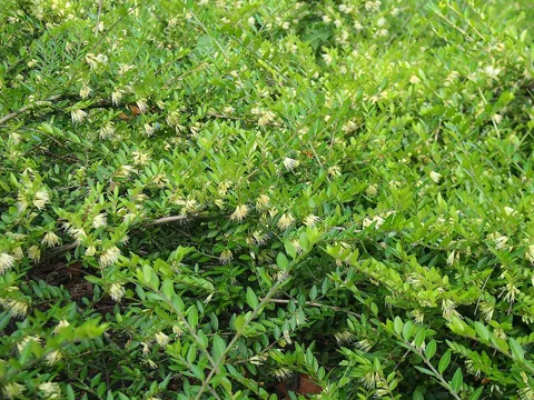 Flowering leafy growth of Lonicera pileata.