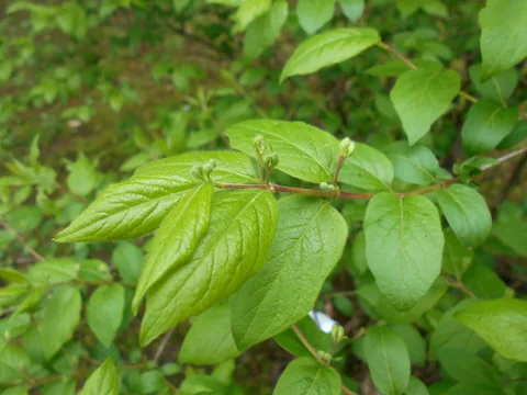 Green leaves of Lonicera ruprechtiana.