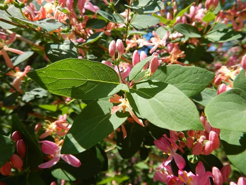 Flowers and leaves of Lonicera tatarica.