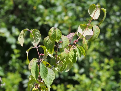 Leafy branches of Lonicera xylosteum.