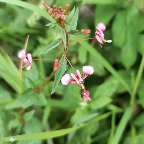 Small pink flowers and foliage of Lopezia racemosa.