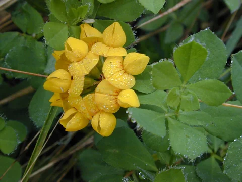 Yellow flowers and divided leaves of Lotus pedunculatus.