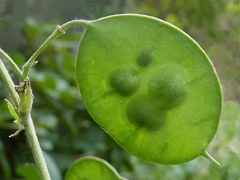 Green seed pod attached to a stem of Lunaria annua.