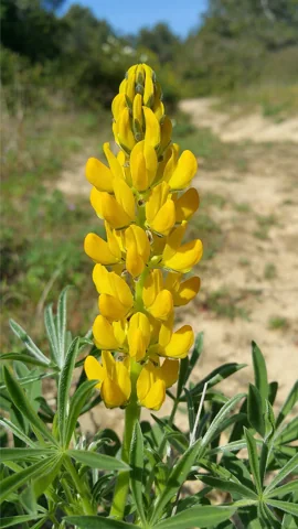 Yellow flower spike and palmate foliage of Lupinus luteus.