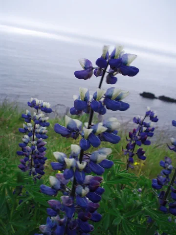 Flowering stems of Lupinus nootkatensis beside the coast.