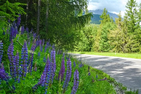 Flowering plants of Lupinus polyphyllus along a roadside.