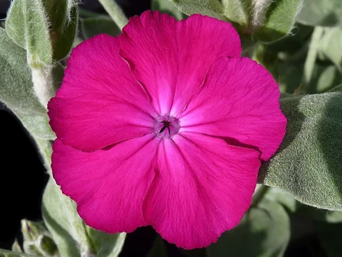 Magenta flower and silvery foliage of Lychnis coronaria.