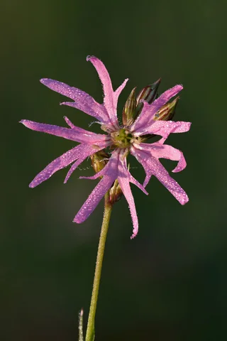Pink flower with deeply divided petals of Lychnis flos-cuculi.