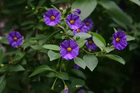 Purple flowers and green foliage of Lycianthes rantonnetii.