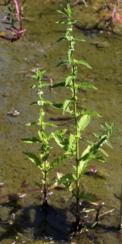 Upright leafy plant of Lycopus europaeus on wet ground.