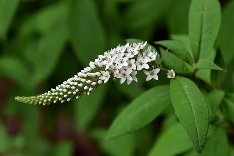 Curved white flower spike and leaves of Lysimachia clethroides.