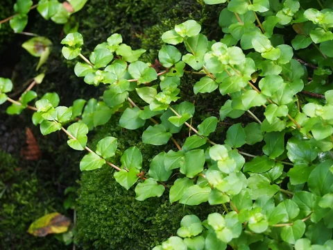 Leafy groundcover of Lysimachia nemorum.