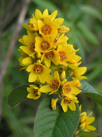Yellow flower cluster of Lysimachia vulgaris.