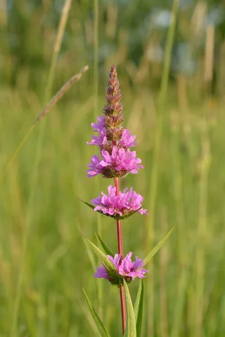 Lythrum salicaria in flower.