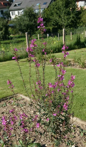Flowering plant of Lythrum virgatum 'Rose Queen'.