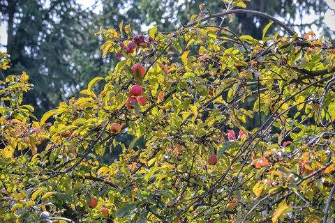 Fruiting branches and autumn foliage of Malus Baccata.