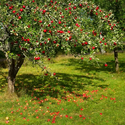 Malus domestica ‘Särsö’ tree with red apples on spreading branches above grass.