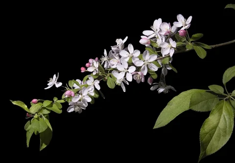 Blossoms along a branch of Malus floribunda.