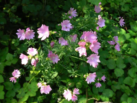 Pink flowers and leafy growth of Malva alcea.