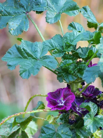 Leafy flowering stem of Malva mauritiana.