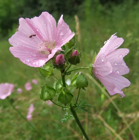 Pink flowers and buds of Malva moschata.