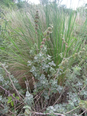 Upright grey-green growth of Marrubium vulgare.