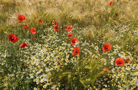 White-flowered Matricaria chamomilla growing with red poppies beside a barley field.