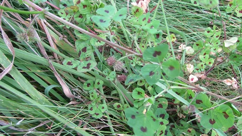 The spotted trifoliate leaves of Medicago arabica growing among grasses.