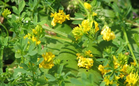 Yellow flowers and divided foliage of Medicago falcata.