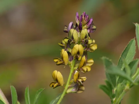 Yellow and purple flowers of Medicago x varia.