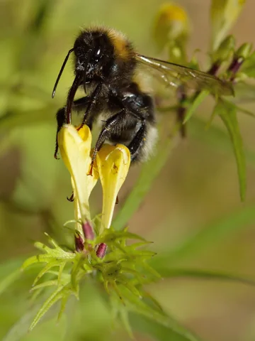 Yellow flower of Melampyrum pratense visited by a bumblebee.