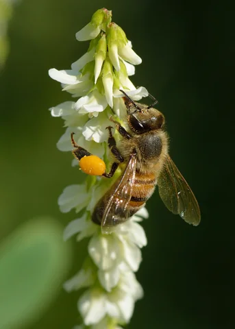 White flower raceme of Melilotus albus visited by a honeybee.