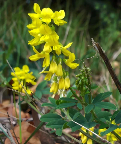 Yellow flower raceme and leaves of Melilotus altissimus.