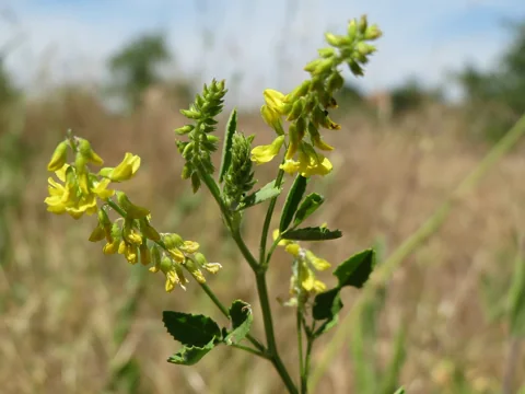 Yellow flowering branches of Melilotus officinalis.