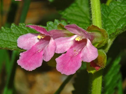 Pink flowers of Melittis melissophyllum.
