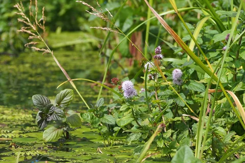The growth habit of Mentha aquatica.